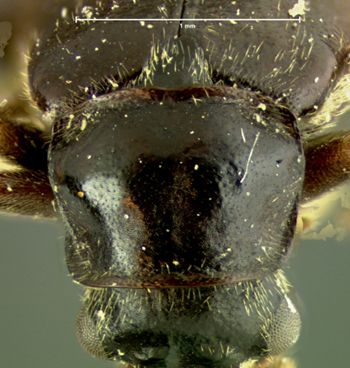 Media type: image;   Entomology 3392 Aspect: pronotum dorsal